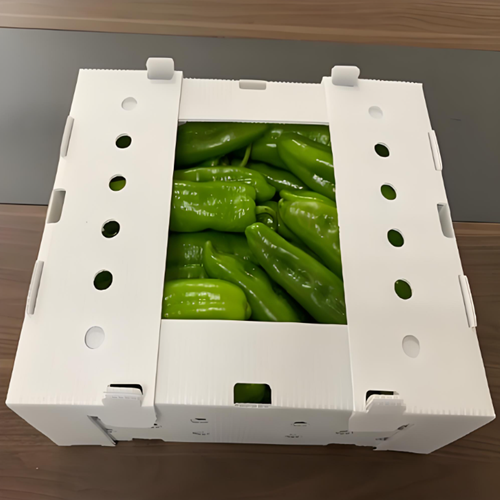 Box Corrugated Plastic untuk Pengemasan Paprika